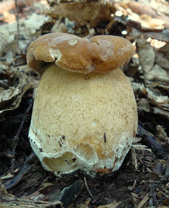 hríb dubový Boletus reticulatus Schaeff.