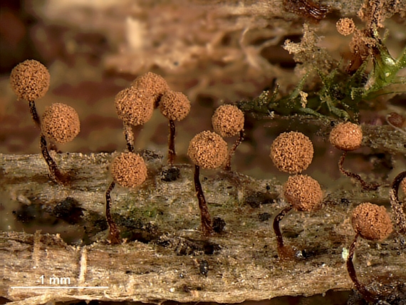 slizovka - Řešetovka obecná Cribraria vulgaris Schrad.