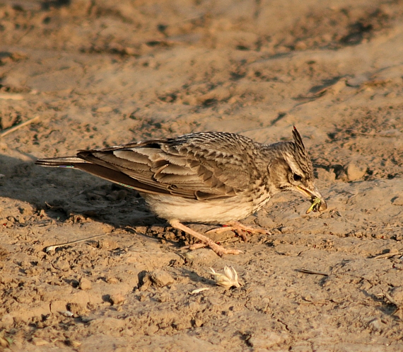 pipíška chochlatá Galerida cristata