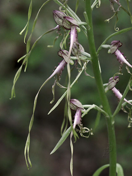 jazýčkovec  Himantoglossum jankae Somlyay, Kreutz &amp; Óvári