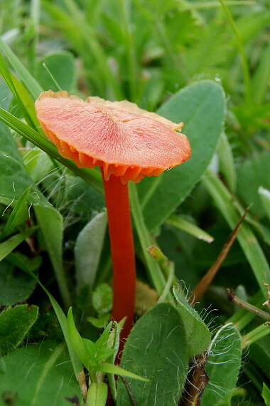 lúčnica Hygrocybe sp.