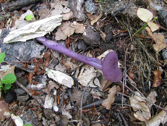 lakovka ametystová Laccaria amethystina (Huds.) Cooke