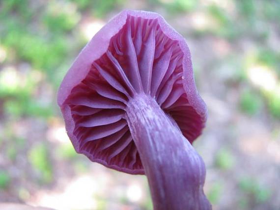 lakovka ametystová Laccaria amethystina (Huds.) Cooke