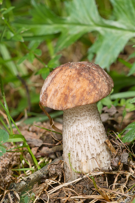 kozák brezový Leccinum scabrum (Bull.) Gray