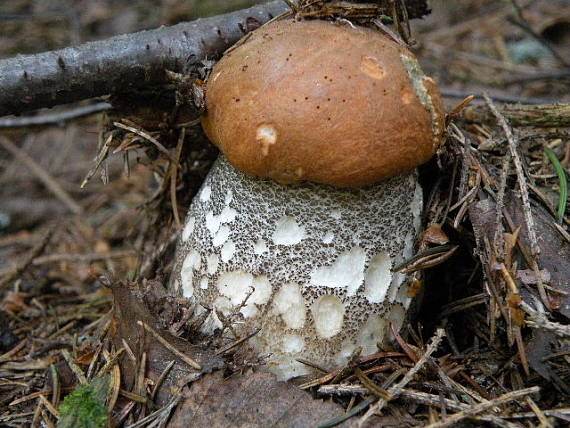 kozák žltooranžový Leccinum versipelle (Fr. & Hök) Snell