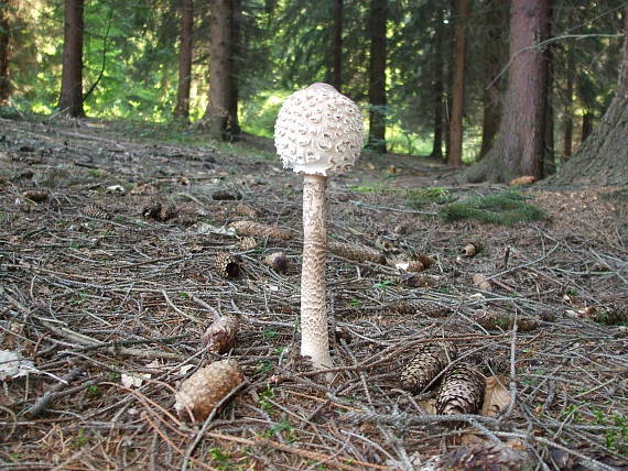 bedľa vysoká Macrolepiota procera (Scop.) Singer