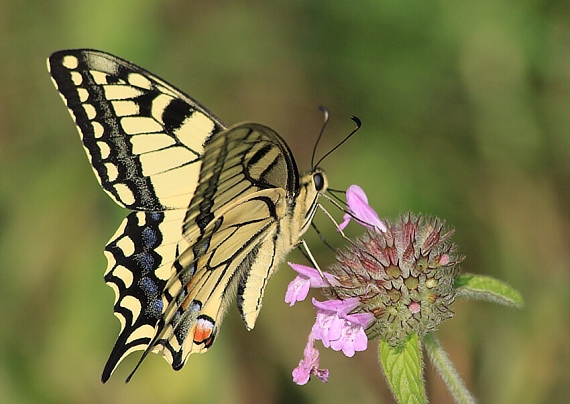 vidlochvost feniklový Papilio machaon