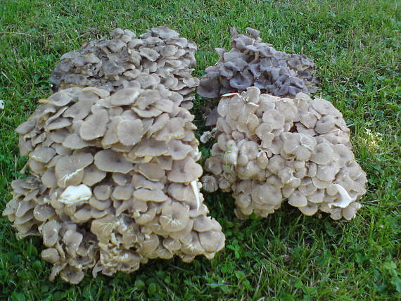 trúdnik klobúčkatý Polyporus umbellatus (Pers.) Fr.