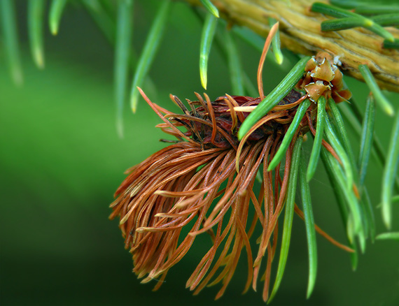 kôrovnica zelená Sacchiphantes viridis