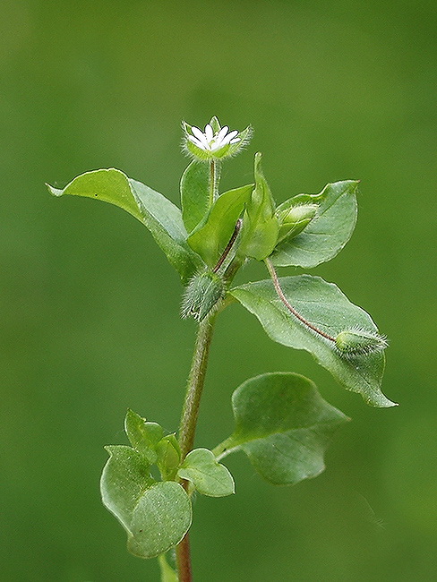 hviezdica prostredná Stellaria media (L.) Vill.