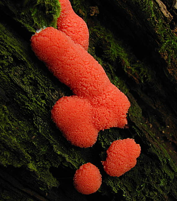 jahodník sasankovitý  Tubifera ferruginosa (Batsch) J.F. Gmel.