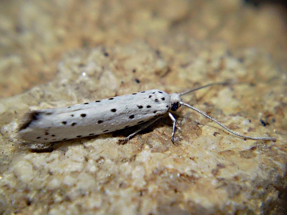 priadzovec jabloňový  Yponomeuta malinellus