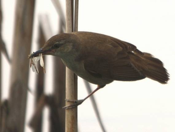 trsteniarik veľký Acrocephalus arundinaceus