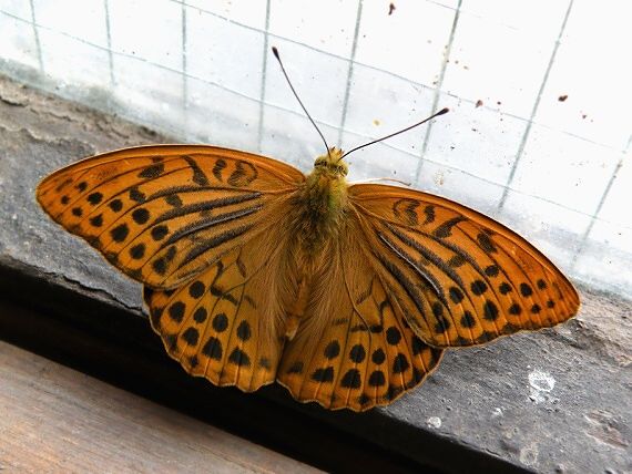 perlovec striebristopásavý Argynnis paphia