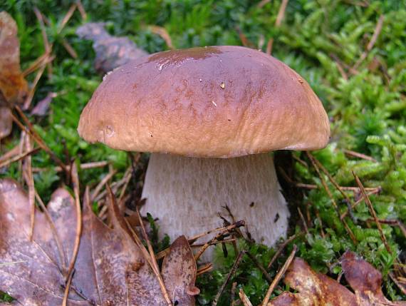 hríb smrekový Boletus edulis Bull.