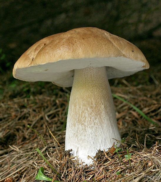 hríb smrekový Boletus edulis Bull.