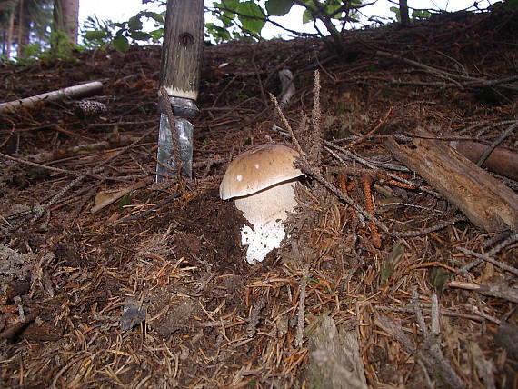 hríb smrekový Boletus edulis Bull.