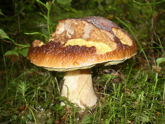 hríb smrekový Boletus edulis Bull.