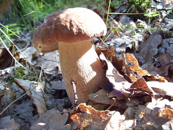 hríb dubový Boletus reticulatus Schaeff.