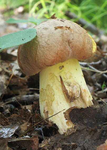 hríb príveskatý Butyriboletus appendiculatus (Schaeff. ex Fr.) Secr.