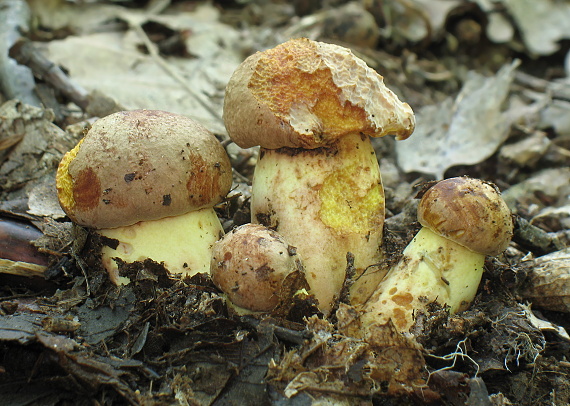 hríb príveskatý Butyriboletus appendiculatus (Schaeff. ex Fr.) Secr.