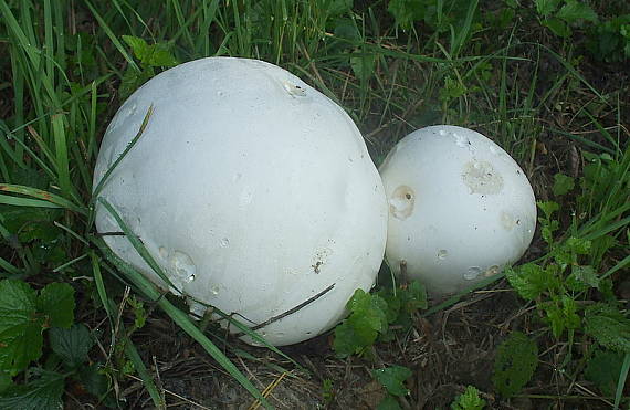 vatovec obrovský Calvatia gigantea (Batsch) Lloyd