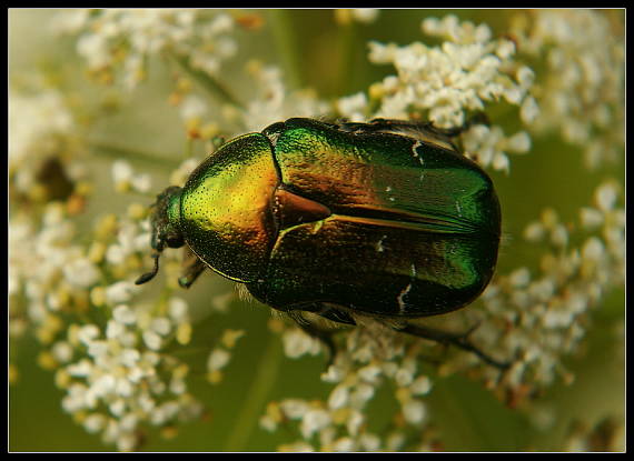 zlatoň obyčajný Cetonia aurata