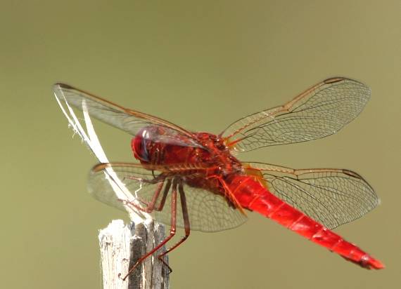 vážka  Crocothemis erythraea