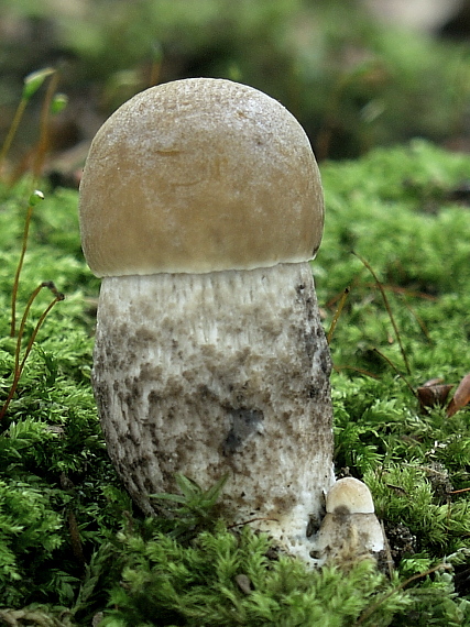 kozák hrabový Leccinum pseudoscabrum (Kallenb.) Šutara