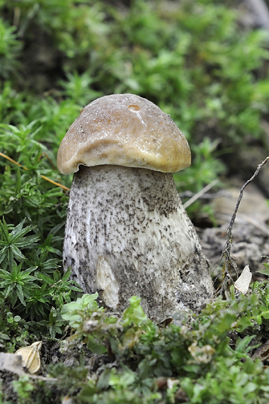 kozák hrabový Leccinum pseudoscabrum (Kallenb.) Šutara