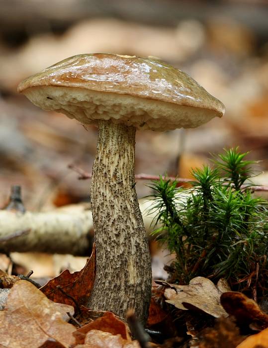 kozák brezový Leccinum scabrum (Bull.) Gray