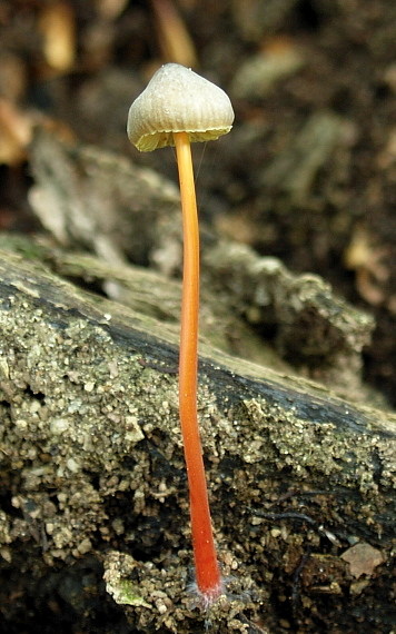 prilbička šafranová Mycena crocata (Schrad.) P. Kumm.