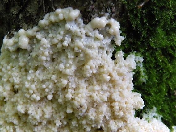 slizovka Myxomycetes