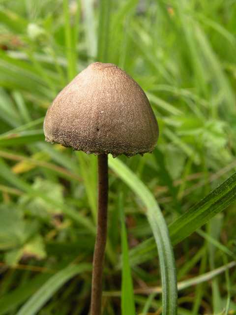 zvoncovec obyčajný Panaeolus papilionaceus (Bull.) Quél.