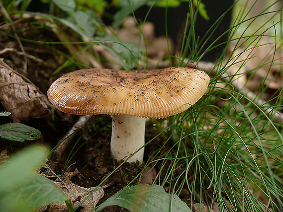 plávka Russula sp.