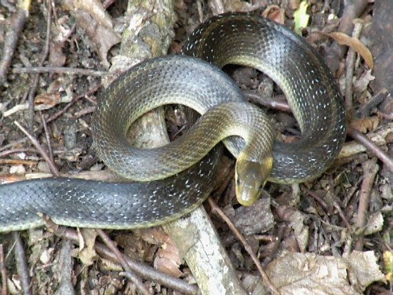 užovka stromová Zamenis longissimus