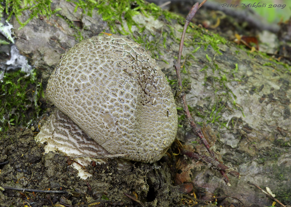 muchotrávka hrubá Amanita excelsa (Fr.) Bertill.