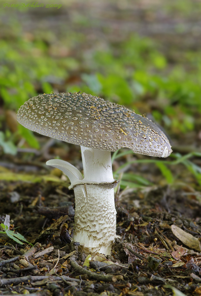 muchotrávka hrubá Amanita excelsa (Fr.) Bertill.