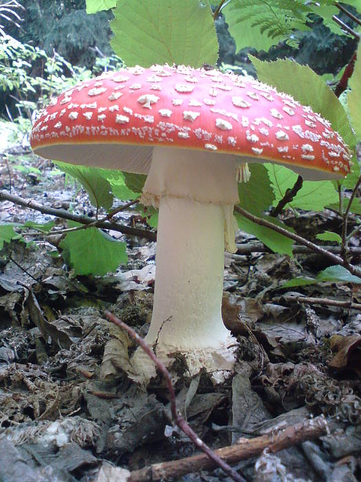 muchotrávka červená Amanita muscaria (L.) Lam.