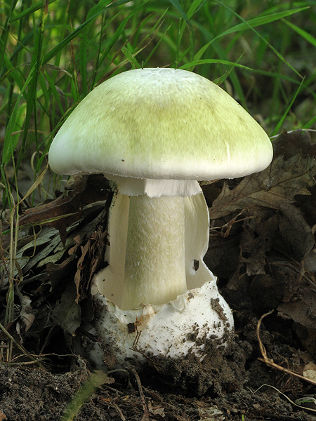 muchotrávka zelená Amanita phalloides (Vaill. ex Fr.) Link