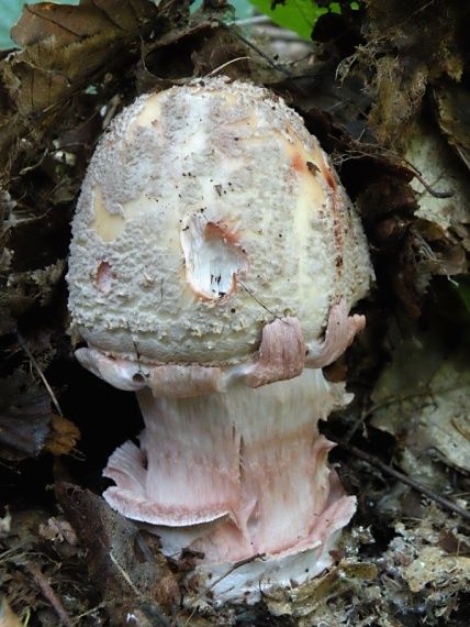 muchotrávka červenkastá Amanita rubescens Pers.