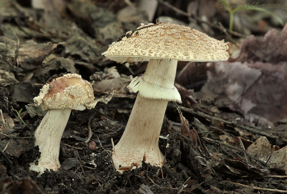 muchotrávka červenkastá Amanita rubescens Pers.