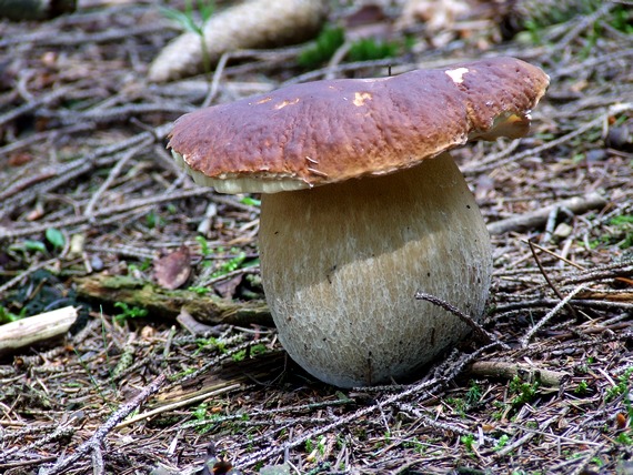 hríb smrekový Boletus edulis Bull.