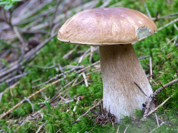 hríb smrekový Boletus edulis Bull.