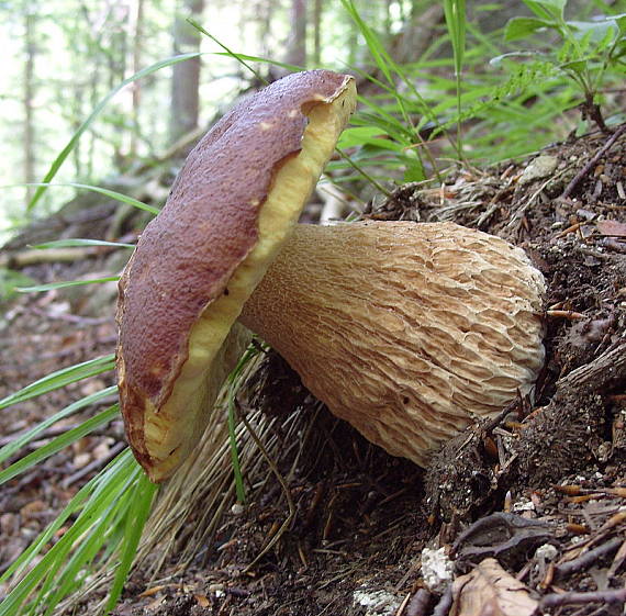 hríb smrekový Boletus edulis Bull.