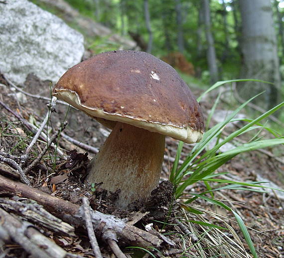 hríb smrekový Boletus edulis Bull.