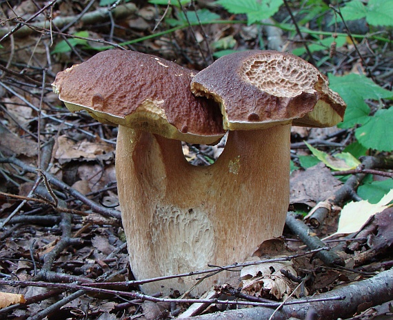 hríb smrekový Boletus edulis Bull.