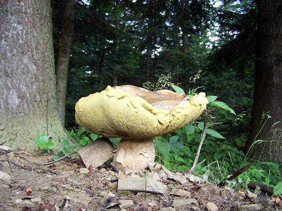 hríb smrekový Boletus edulis Bull.