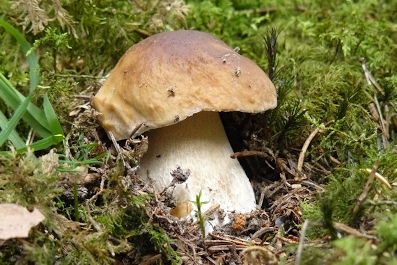 hríb smrekový Boletus edulis Bull.