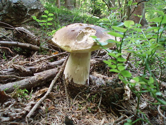 hríb smrekový Boletus edulis Bull.